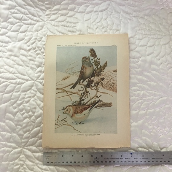 Antique Ornithological Bird Print Original 1913 - Picture 6 of 14